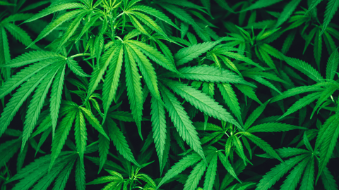 Cannabis Collection